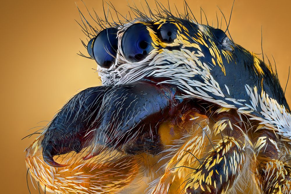 Photograph by Ireneusz Irass Walędzik