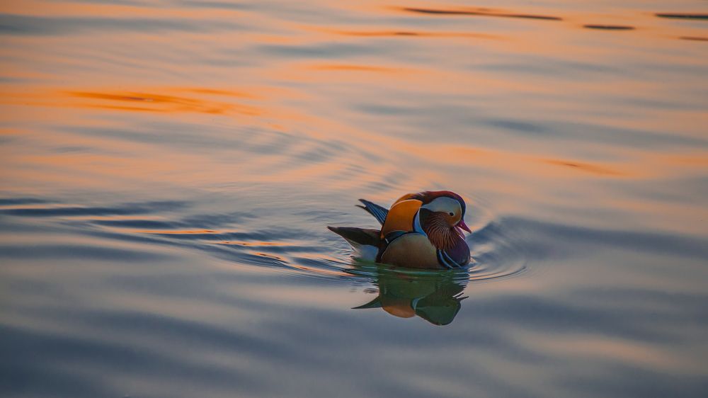 Photograph by Sentao-Toni Wng