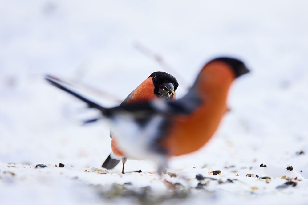 Photograph by Korovkin Anatoliy