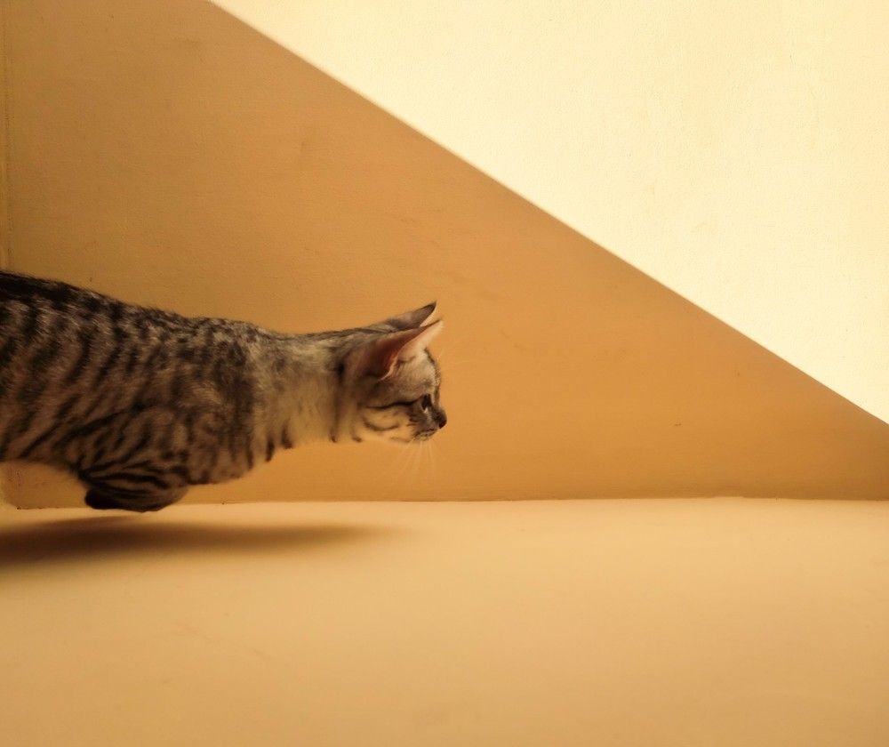 Photograph by ahmed shehata