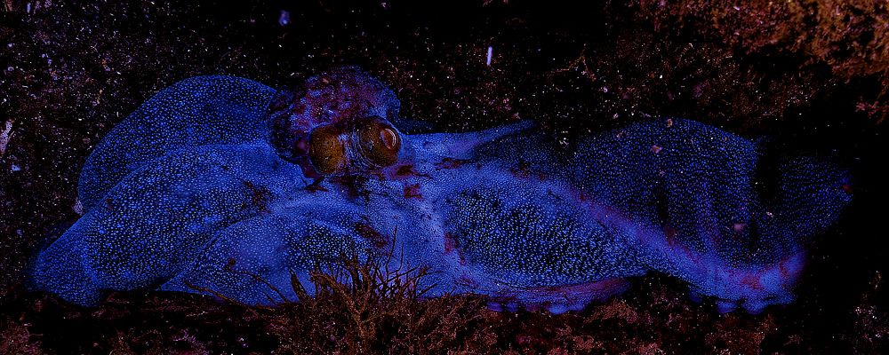 Photograph by Alain NEGRONI