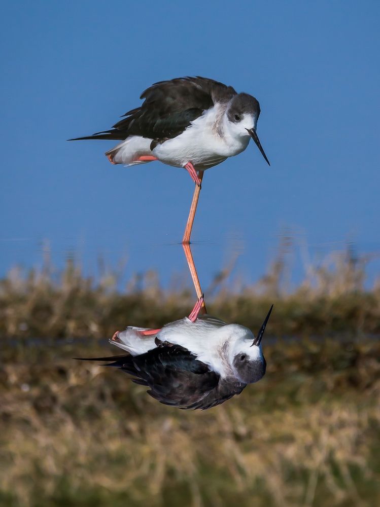 Photograph by AMARDEEP SINGH