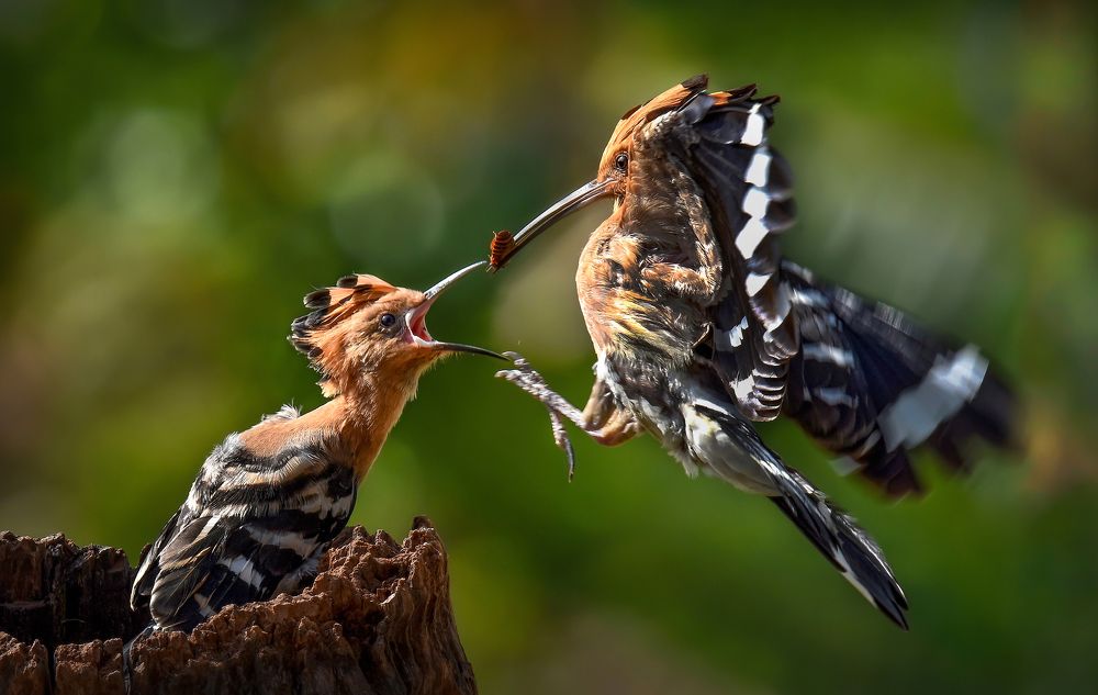 Photograph by Pham Van Thanh