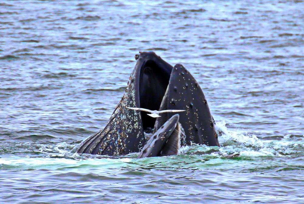 Photograph by Сергей ГОРДИЕНКО