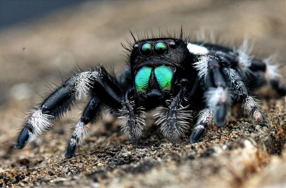 Photograph by Anjazz doz santoz