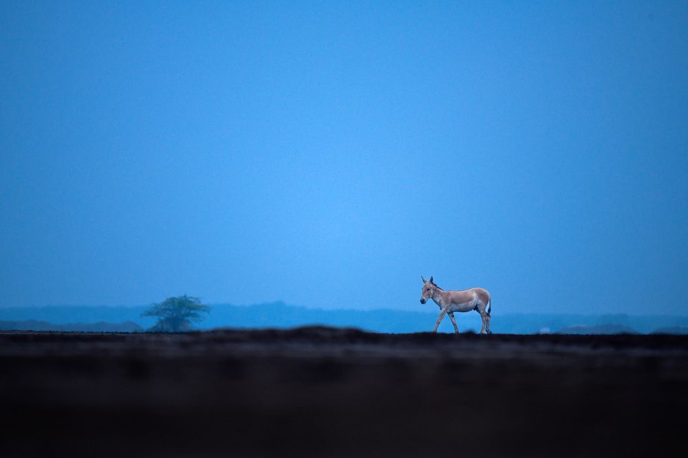 Фотография автора Prashant Parate