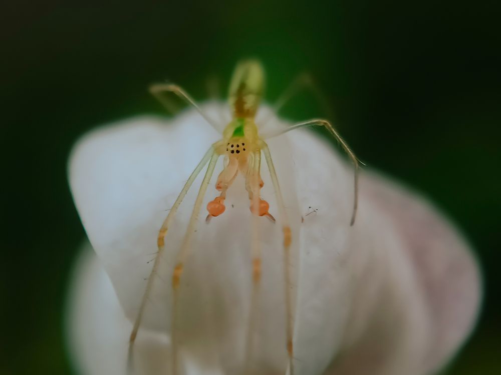 Beautiful spider