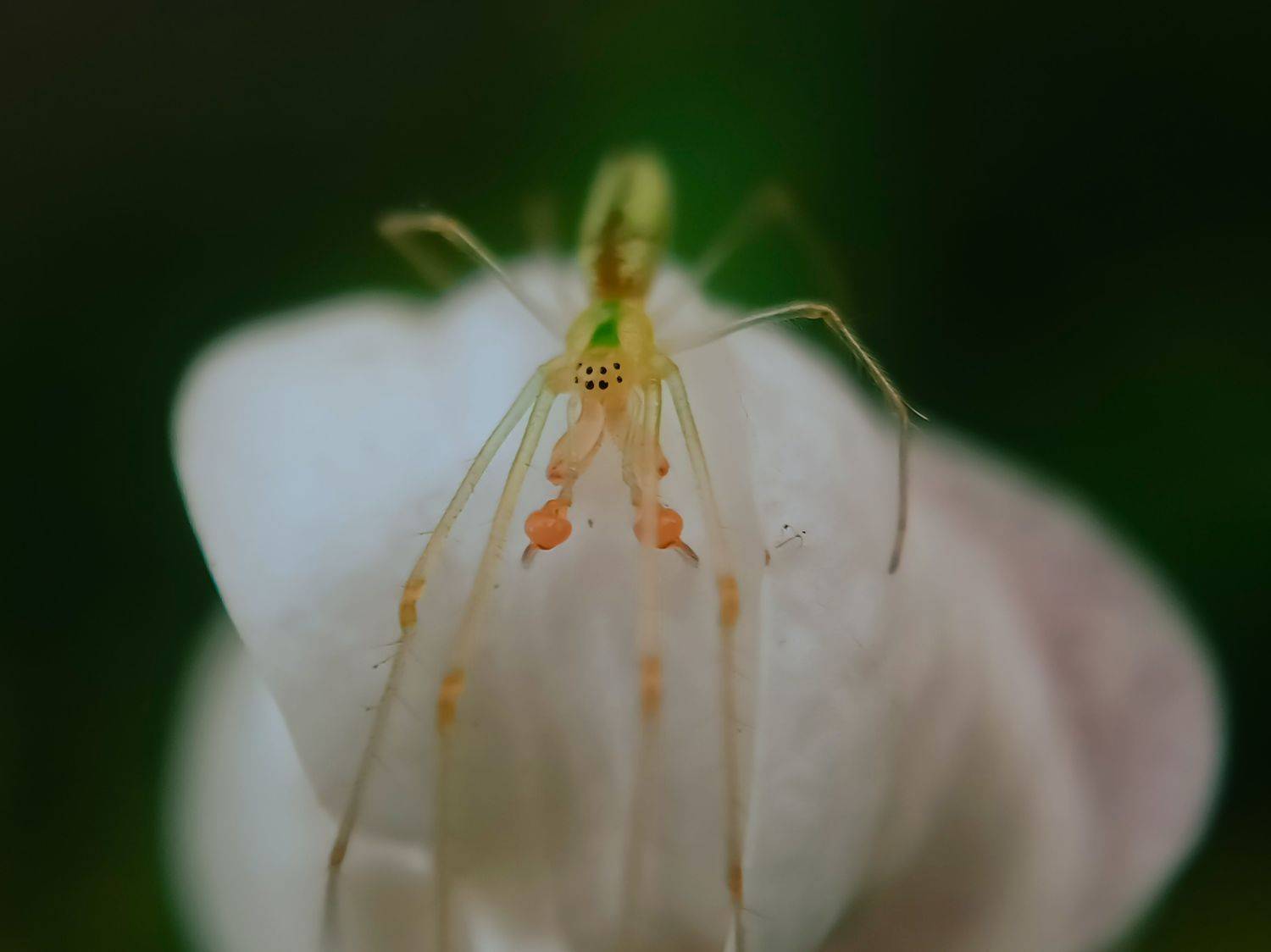 Beautiful spider