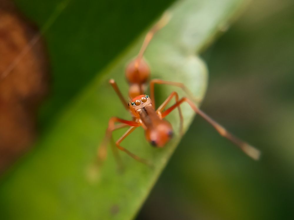 Jumping spider