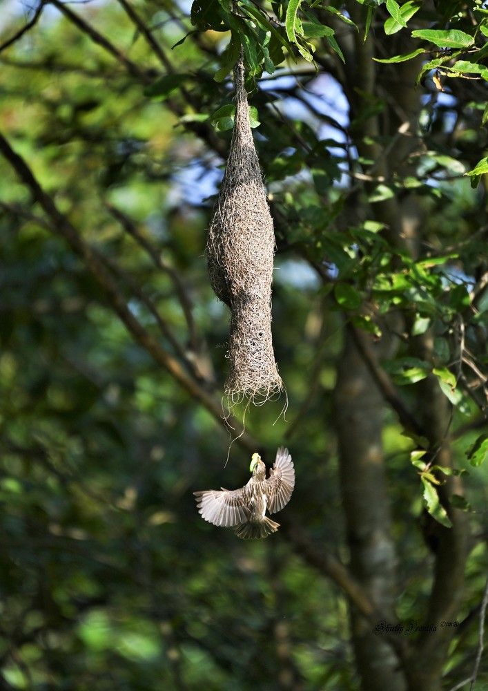 Photograph by Shirley irantha Sooriyaarachchi
