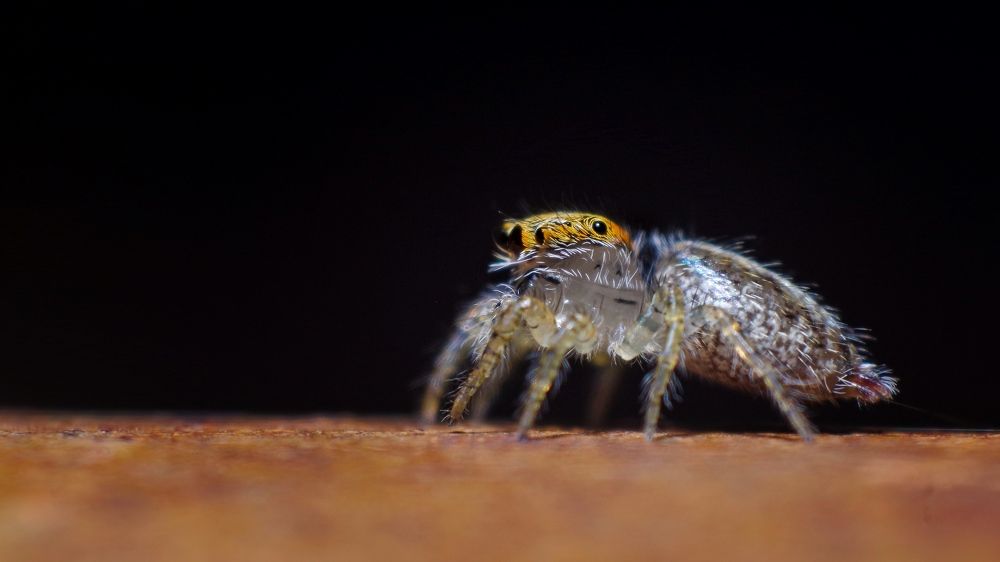 Photograph by Abdullah Nazeef