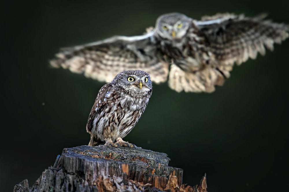 Photograph by Чернобай Анна