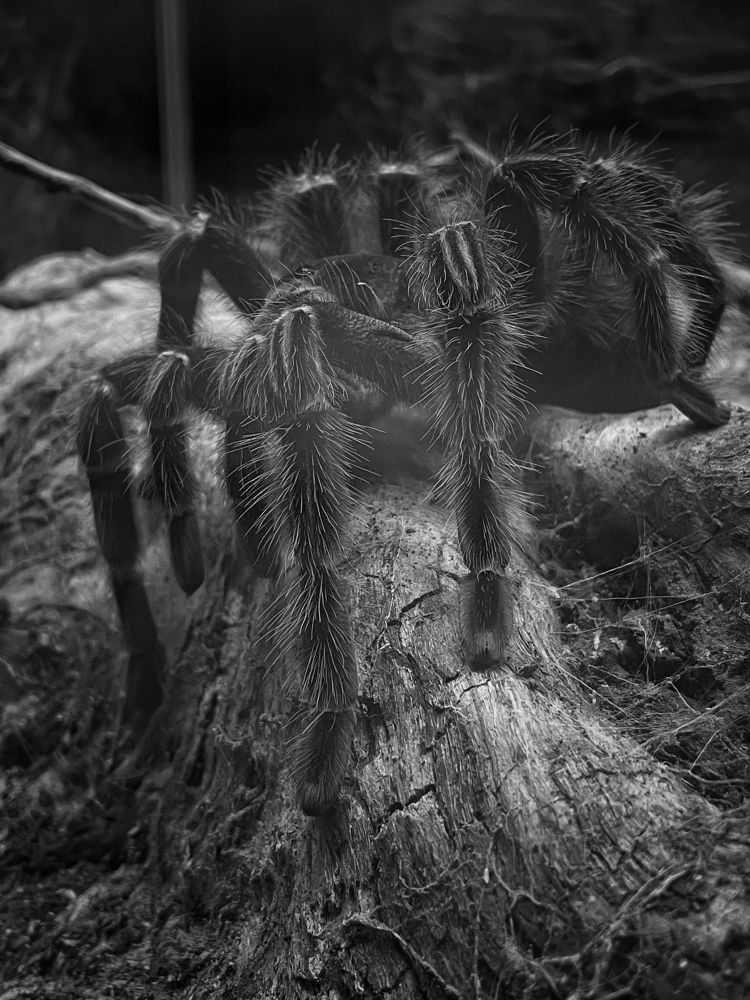 Photograph by Eldin Ceycky