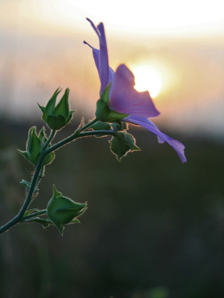 Фотография автора Татьяна Шебаршенко