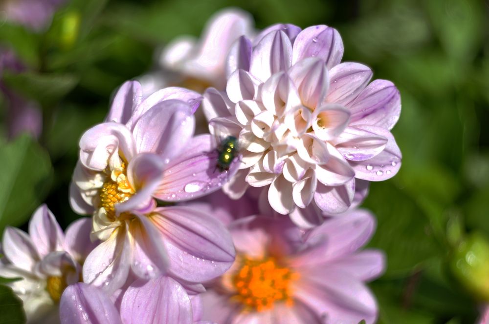 Фотография автора Ольга Васильевна