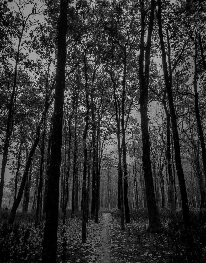 Photograph by Dipankar