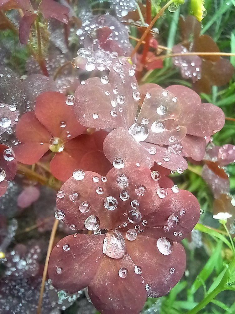 После дождичка