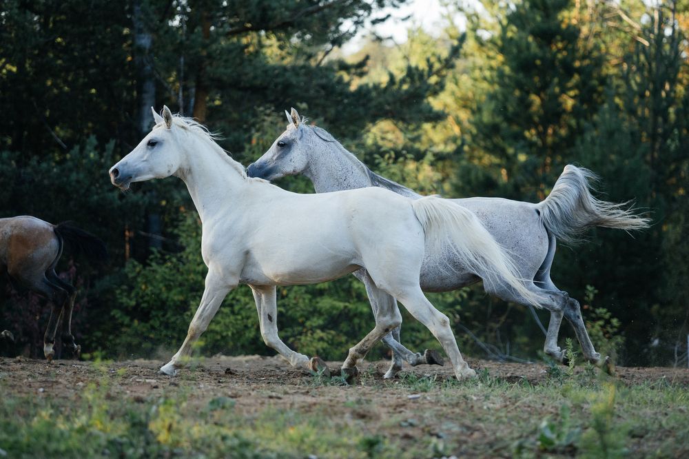 Фотография автора Аксёнова Олеся
