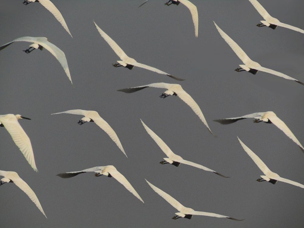 Photograph by Kartik Maddhesiya