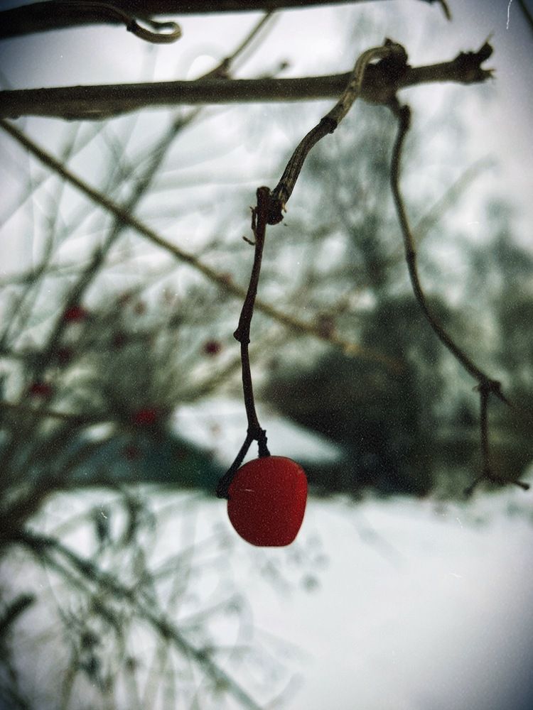 Калина на снегу