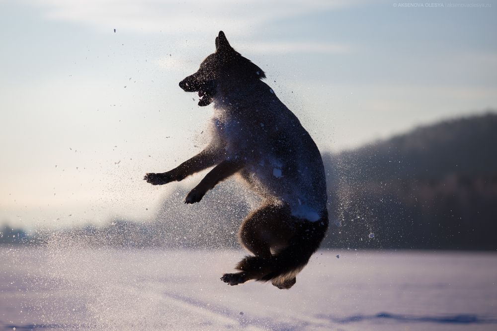 Фотография автора Олеся Евгеньевна