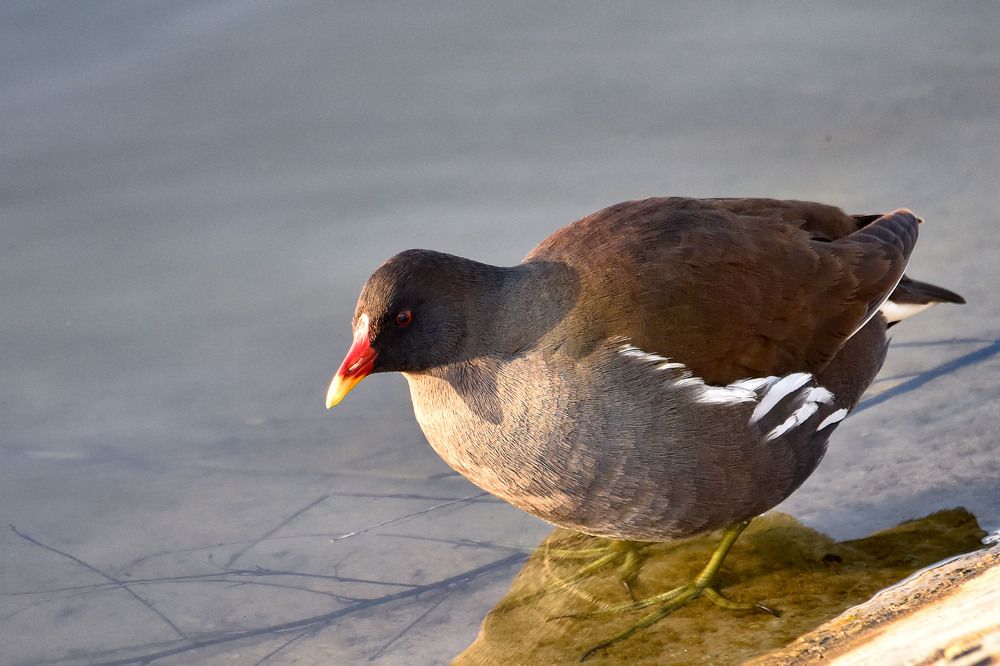 Курочка болотная, камышница