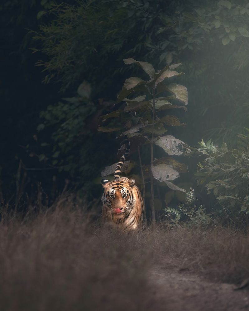 Photograph by Tauseef Ahmad