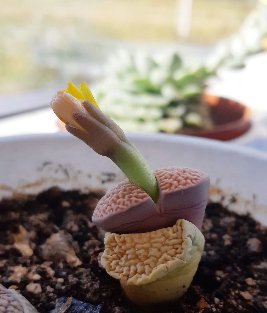 Фотография автора Ирина Лукьянчик