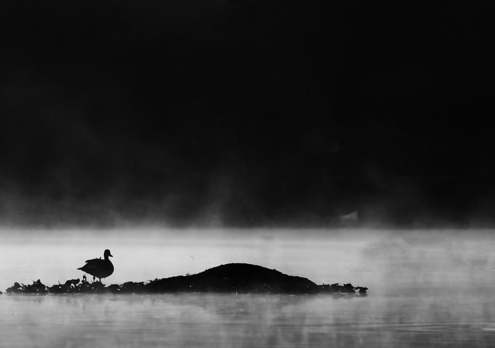 Greylag goose
