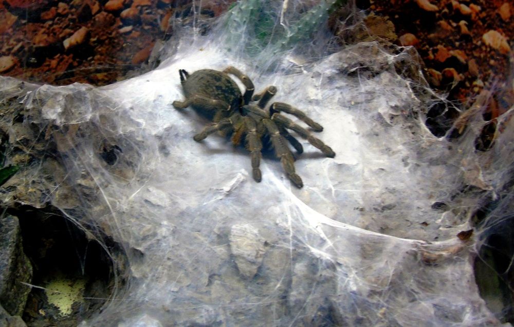 Логово паука