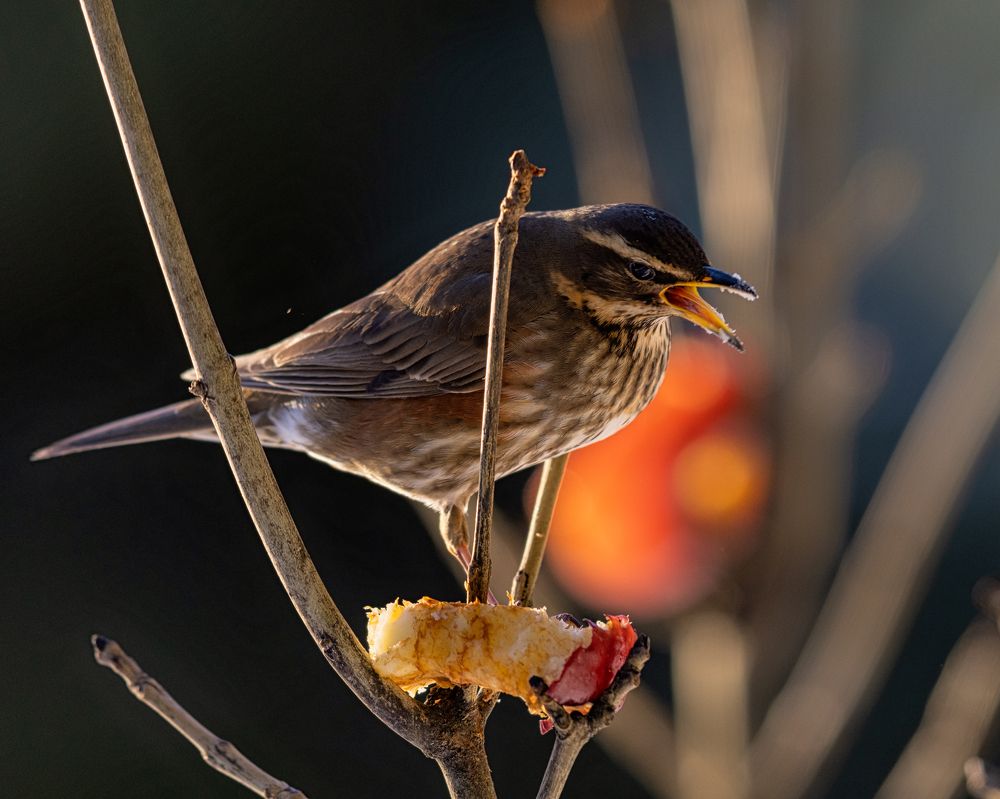 Photograph by Bragi Kort