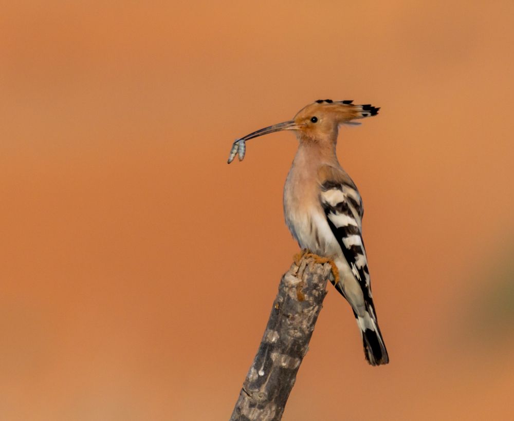 Фотография автора Hari Govindarajulu