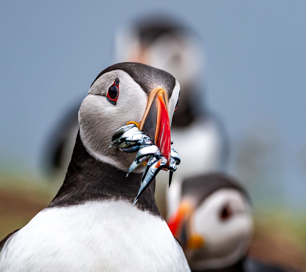 Photograph by Maurizio Agliani