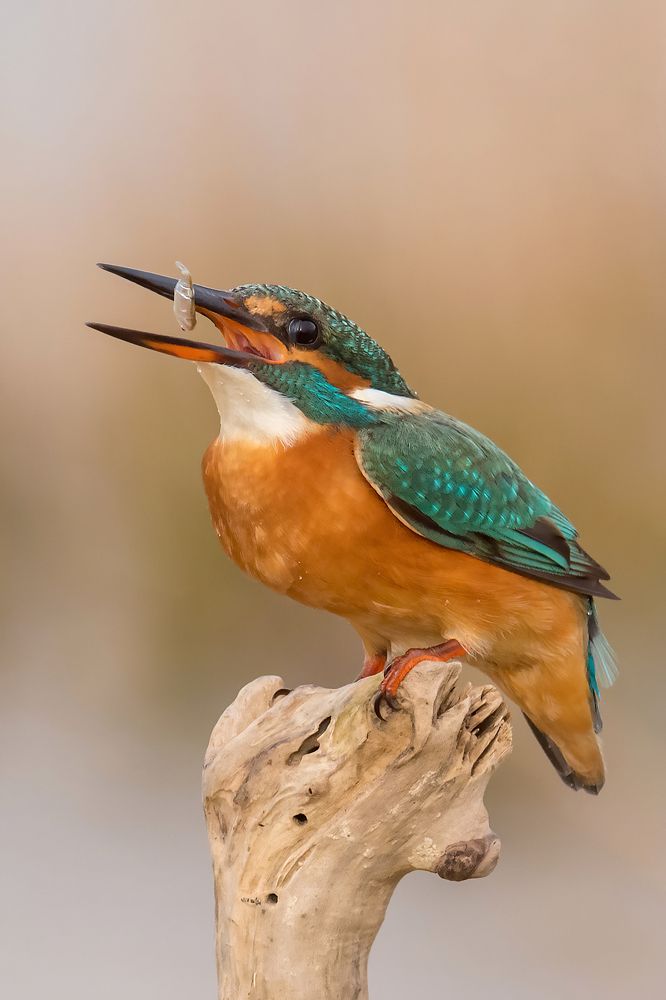 Photograph by Messina Alfonso