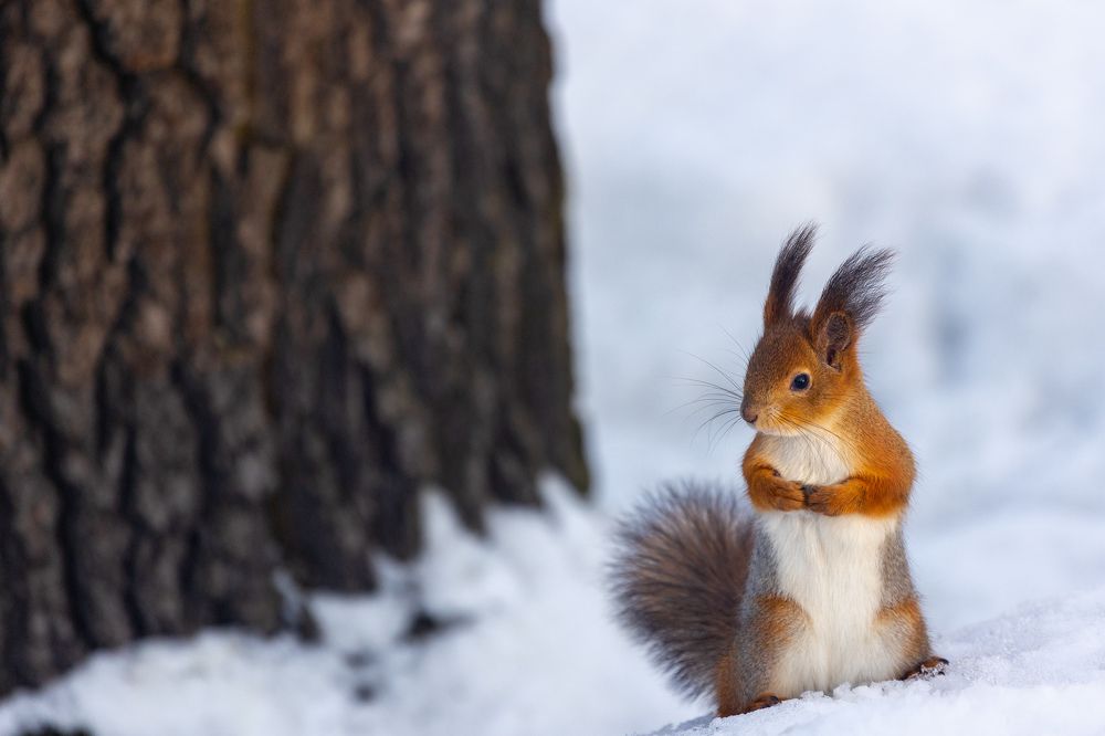 Photograph by Chic.chiquitita