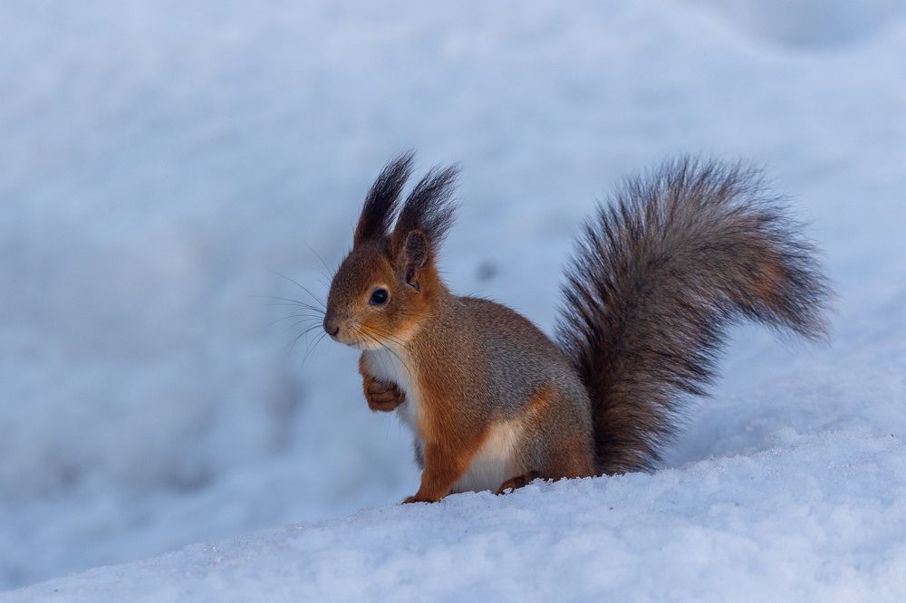 Photograph by Chic.chiquitita