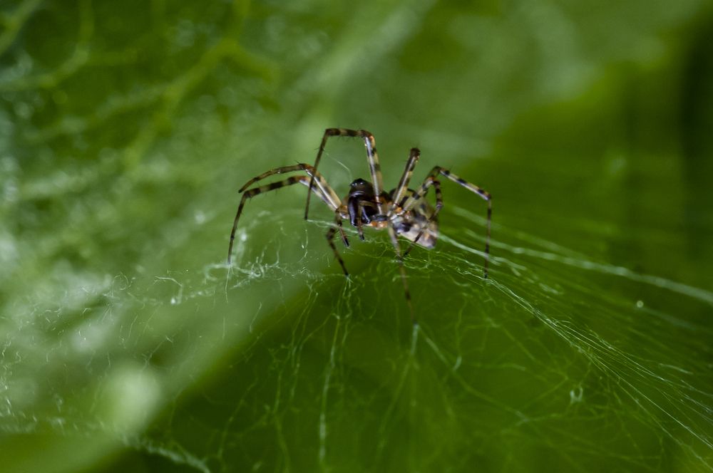 Photograph by Susanna Kari