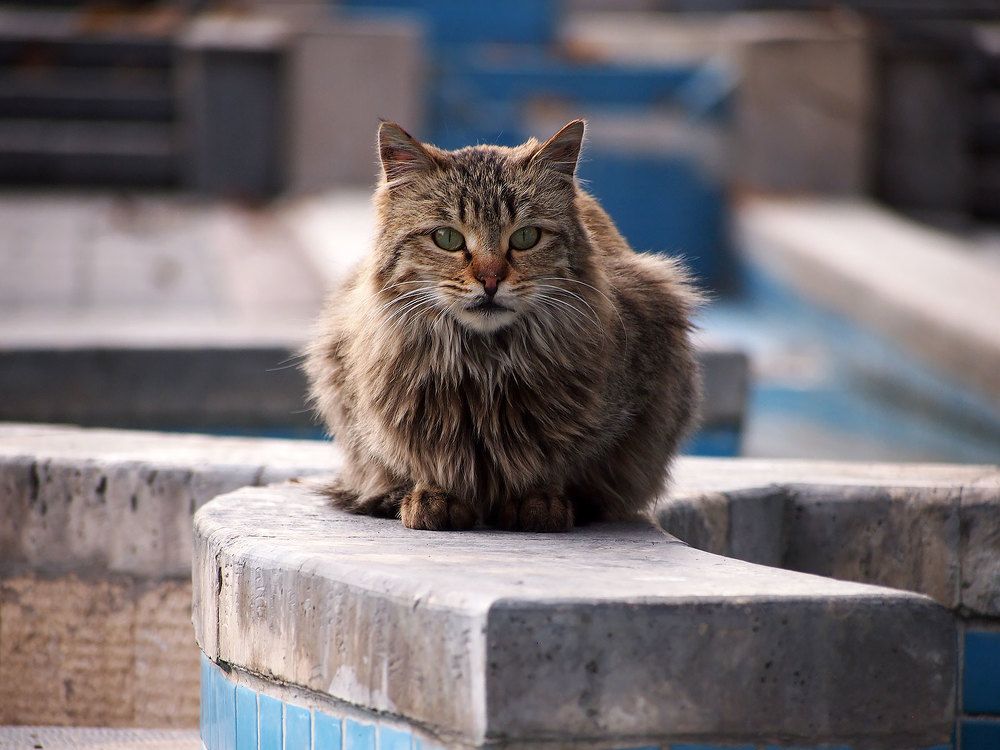 Photograph by Farid Ataei