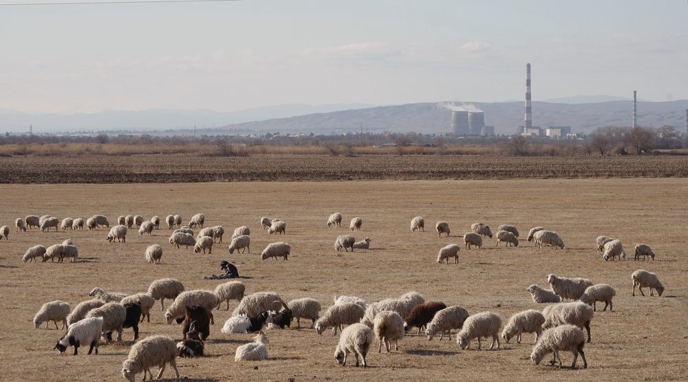 Photograph by David Pipia