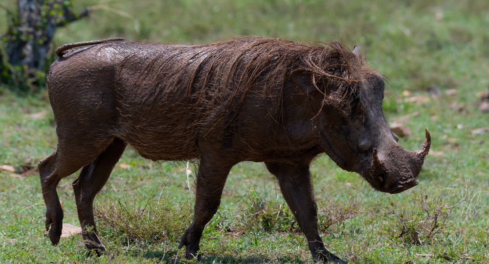 WARTHOG EAR CLEANING AFTER MAD BATH