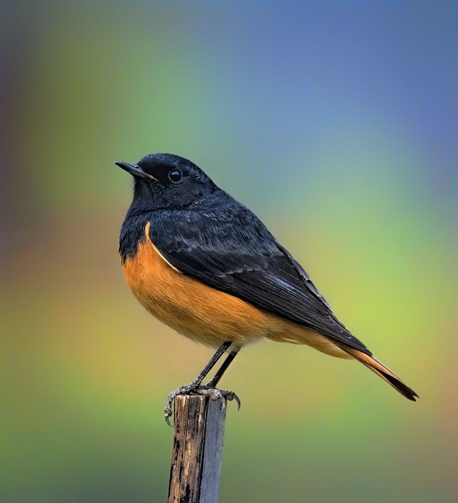 Photograph by Mahmud Hasan