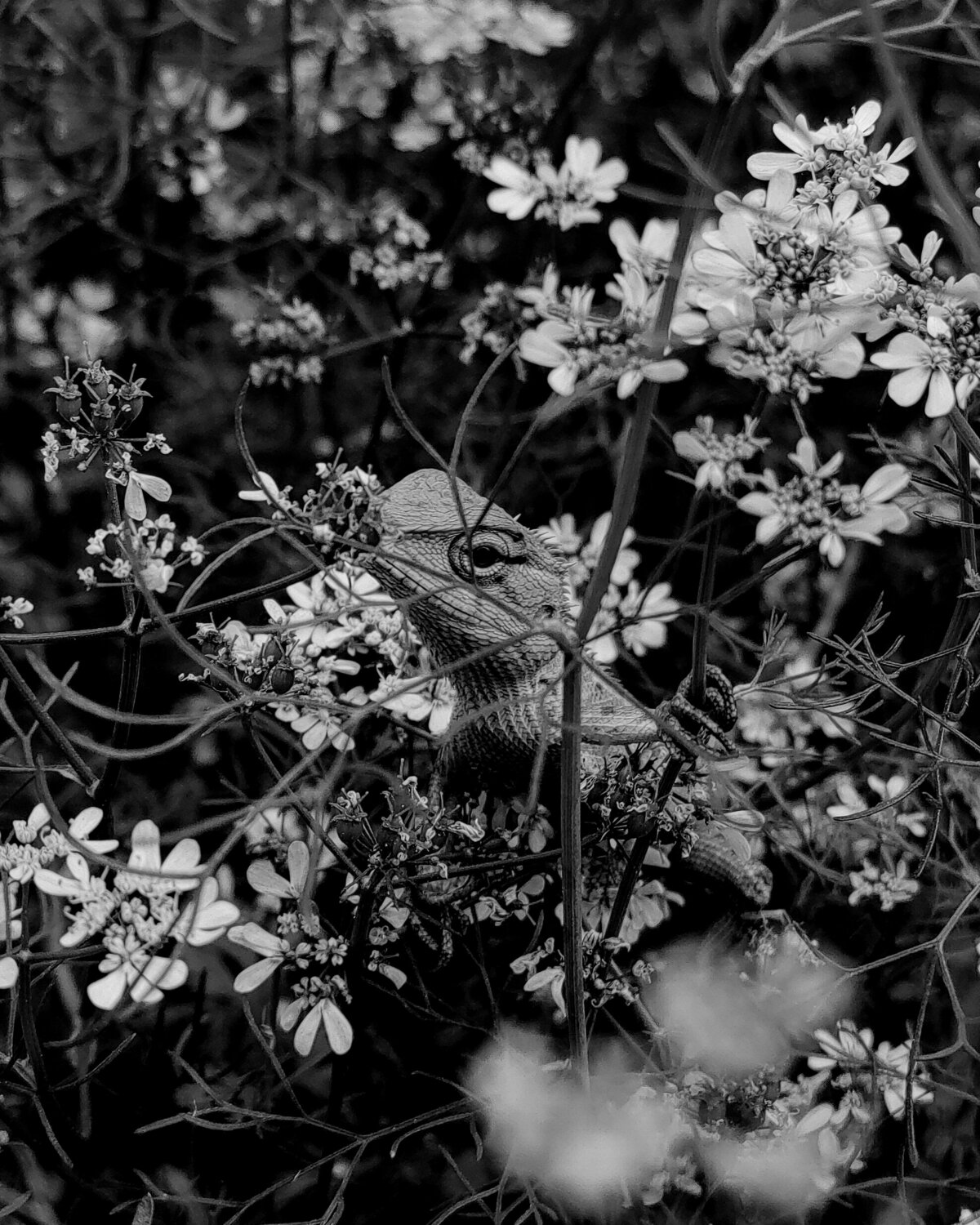 Little Disguise