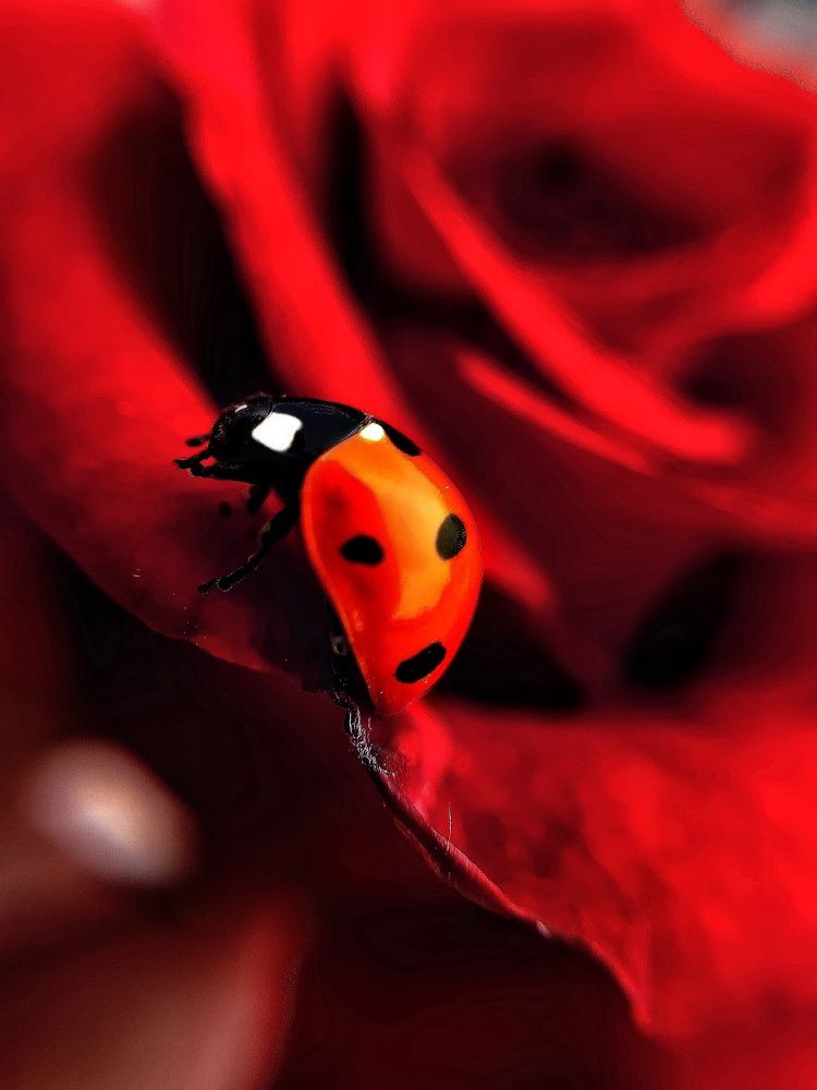 Photograph by Ирина Панкова