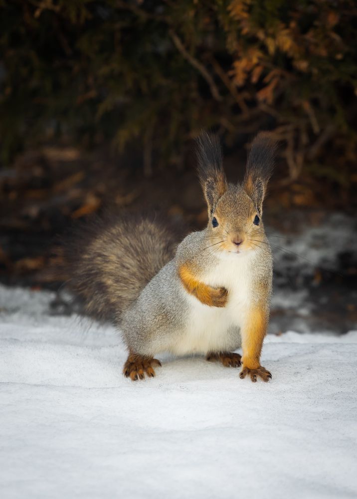 Photograph by Chic.chiquitita