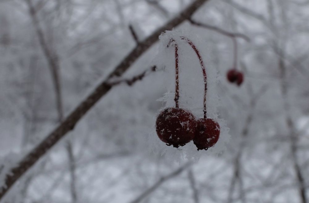 Photograph by Ираида Стародубцева