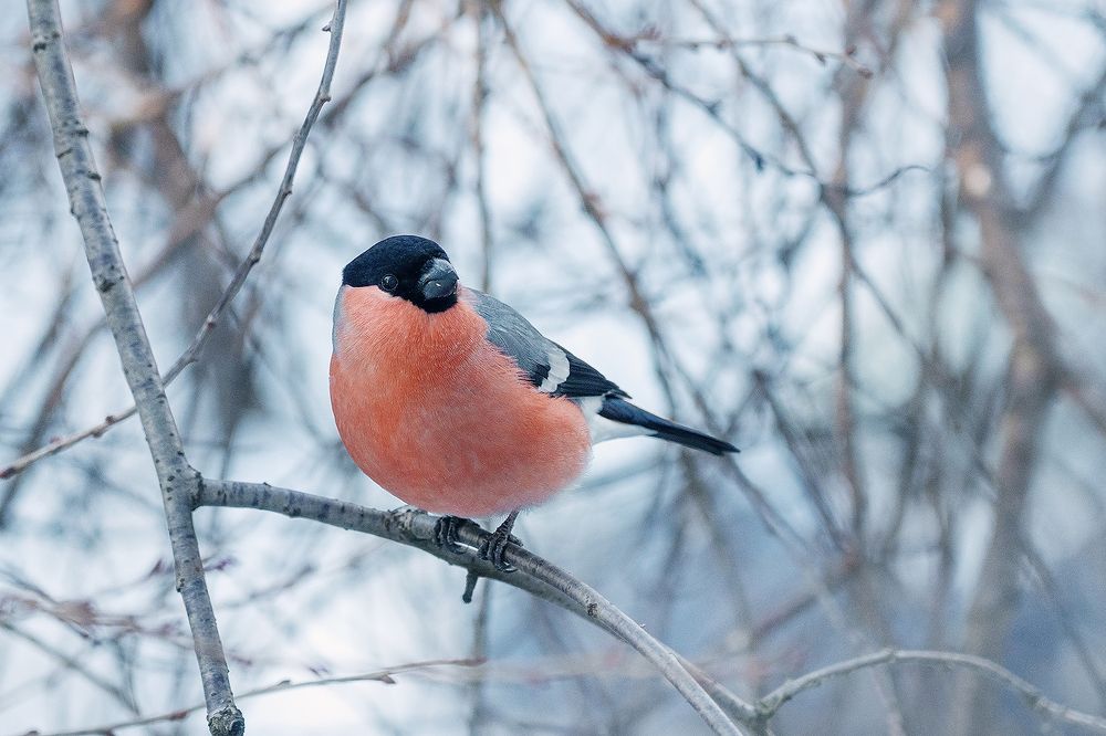Фотография автора ЯR Ольга