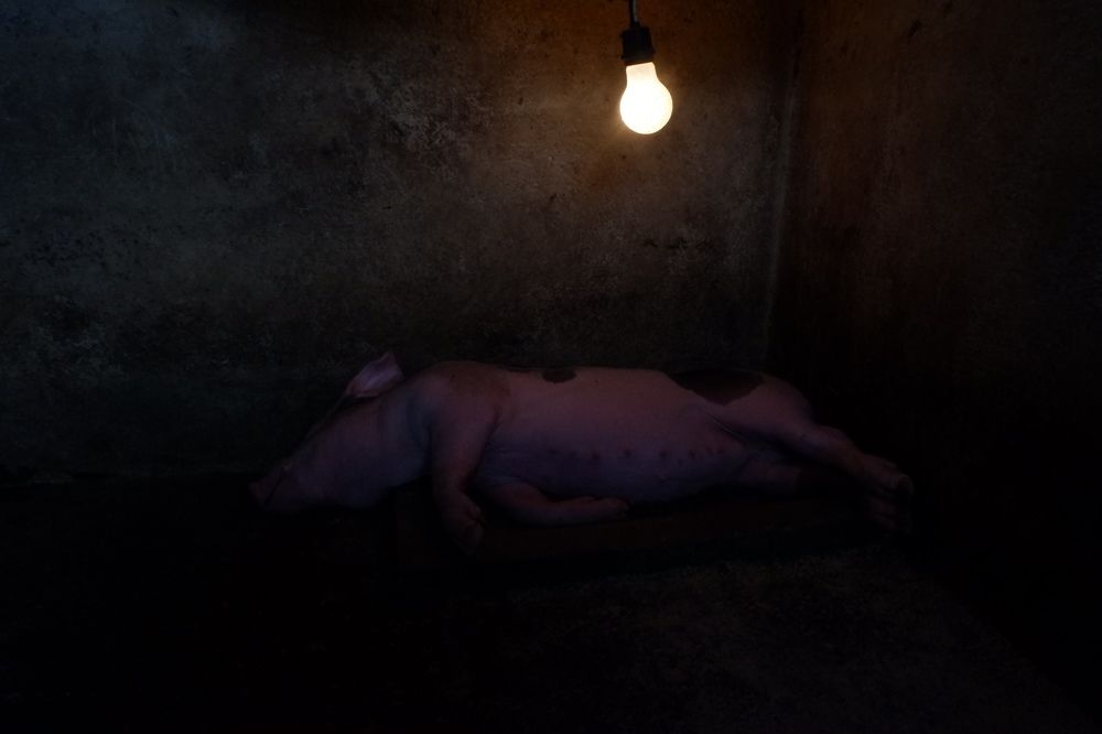 Фотография автора Mark Joseph Ramos