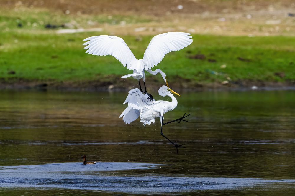 Фотография автора Sandip Mondal