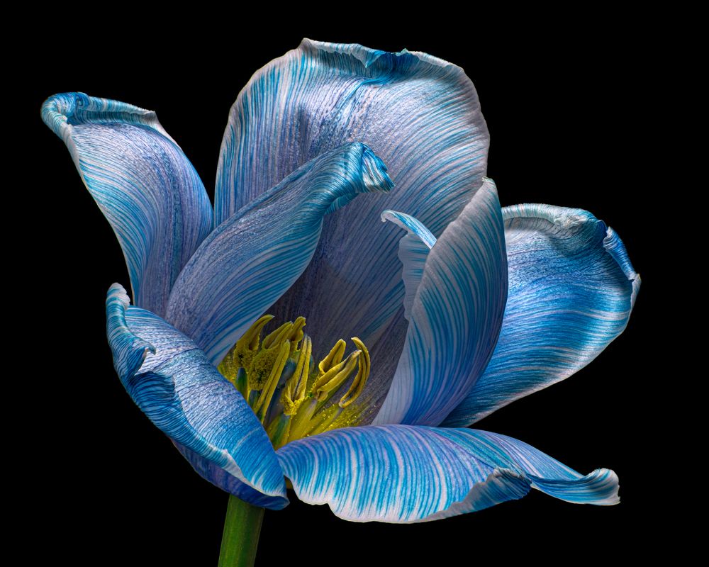Blue Tulip flower