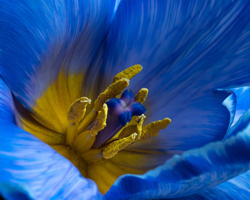Blue Tulip flowerю Macro photography